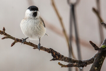 Common Grey Tit © zamass