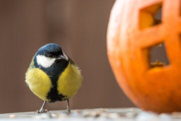 The great tit © zamass