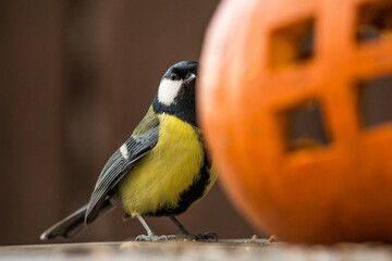 The great tit © zamass