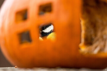 The great tit © zamass