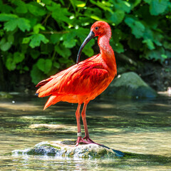 The Scarlet ibis, Eudocimus ruber is a species of ibis in the bird family Threskiornithidae.