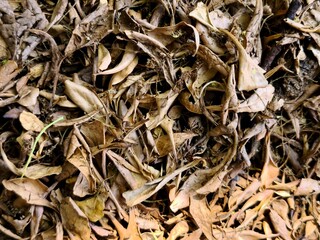 Dry, fallen leaves creating an intricate natural brown textured pattern