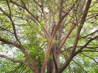 Fototapeta premium Lush green leaves and strong branches of a majestic tree