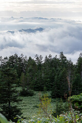 雲海の波頭に立つ深緑の針葉樹林