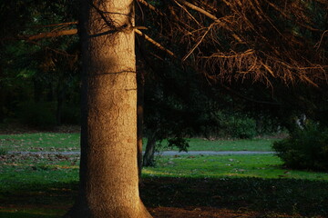 Tree on sunset © vasia danilyuk