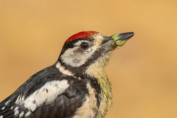 Great Spotted Woodpecker with green beak