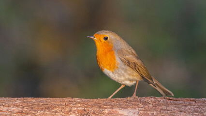 European Robin standing on a log