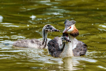 Family of Great Crested Grebe, Podiceps cristatus with beautiful orange colors, a water bird with red eyes.