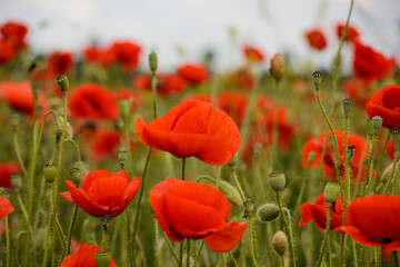 field of red poppies