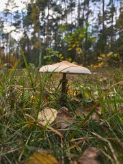A single, brown parasol mushroom, parasol macrocarps (kania) with a broad cap grows from a thick layer of light green moss and pine needles on the autumn forest floor.