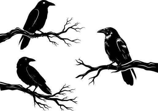 Silhouette Ravens Perched on Bare Tree Branches &ndash; Gothic Crow Illustration on White Background