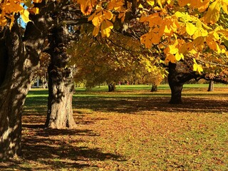 autumn tree in the park with yellow and orange leaves