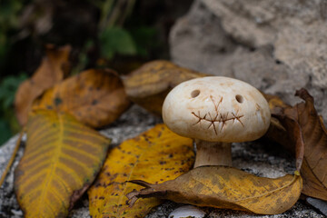 Mushroom with carved face among autumn leaves on a stone. Halloween themed autumn composition.