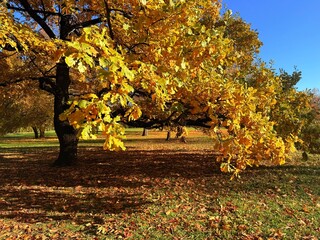 autumn tree in the park with yellow and orange leaves