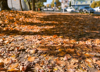 Colorful autumn leaves on pavement, fall season background with natural foliage and street texture