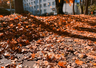 Colorful autumn leaves on pavement, fall season background with natural foliage and street texture