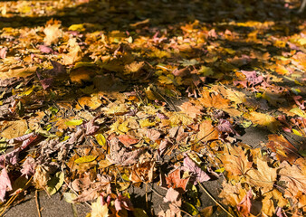 Colorful autumn leaves on pavement, fall season background with natural foliage and street texture