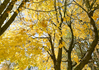 Colorful autumn tree crowns from below, fall forest foliage and natural seasonal change concept