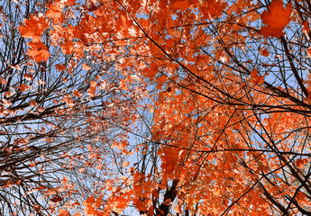 Colorful autumn tree crowns from below, fall forest foliage and natural seasonal change concept