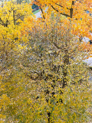 Colorful autumn tree crowns from below, fall forest foliage and natural seasonal change concept