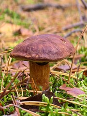 A small brown mushroom with a stout stem sits on a bed of vibrant green moss and pine needles, with a blurred autumn forest background.