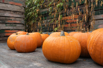 Vibrant orange pumpkins arranged on a rustic wooden surface, surrounded by green vines and crates, capturing the essence of autumn harvest and seasonal abundance