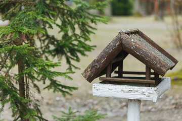 Rustic birdhouse nestled among evergreen trees in a peaceful garden setting during late afternoon light