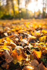 Autumn leaves blanket the ground in vibrant hues, illuminated by soft sunlight filtering through trees, creating a warm and inviting atmosphere
