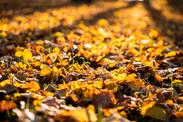 Colorful autumn leaves blanket the ground, illuminated by warm sunlight, creating a vibrant and serene outdoor atmosphere