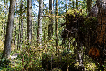 green forest of coniferous trees on a warm sunny spring day