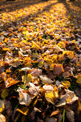 Colorful autumn leaves blanket the ground, illuminated by sunlight, creating a warm and inviting atmosphere in a serene forest setting