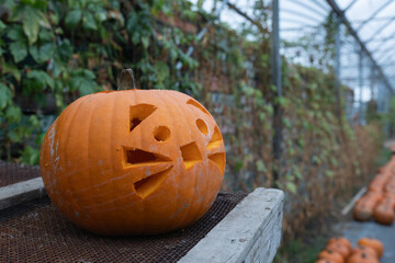 Carved pumpkin with playful cat face design, resting on wooden table in a greenhouse, surrounded by lush greenery and additional pumpkins in the background, showcasing autumn festivities