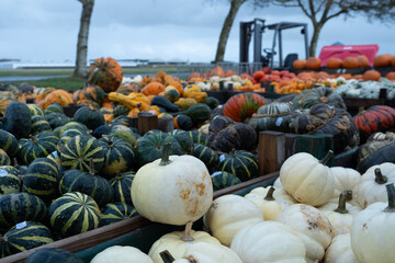 Assorted pumpkins and gourds in various colors and shapes displayed in wooden crates at a farm market, showcasing the beauty of autumn harvest and seasonal produce