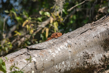 Raccoon Scat Droppings on Tree Branch at Brazos Bend State Park in Texas, USA - Wildlife Evidence