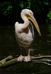 pelican on the water