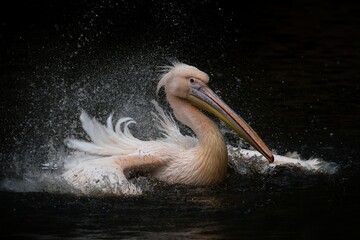 pelican on the water