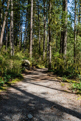 trail green forest of coniferous trees on a warm sunny spring day