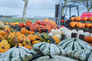 Colorful assortment of pumpkins and gourds displayed on a farm, showcasing various shapes and sizes, with a forklift and trees in the background, representing autumn harvest season