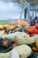 Assorted colorful gourds and pumpkins are displayed in a farm setting, showcasing various shapes and textures, highlighting the beauty of seasonal harvest and agricultural abundance