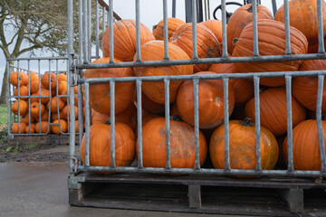 Vibrant orange pumpkins stacked in metal crates, showcasing their round shapes and textures, with additional pumpkins visible in the background, creating a seasonal harvest atmosphere