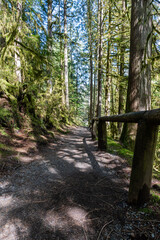 trail green forest of coniferous trees on a warm sunny spring day