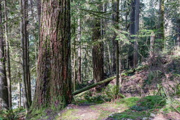 green forest of coniferous trees on a warm sunny spring day