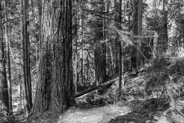 black and white green forest of coniferous trees on a warm sunny spring day