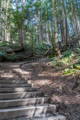 trail with steps in green forest of coniferous trees on a warm sunny spring day