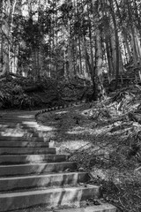 black and white trail with steps in green forest of coniferous trees on a warm sunny spring day