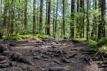 green forest of coniferous trees on a warm sunny spring day