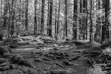 black and white green forest of coniferous trees on a warm sunny spring day