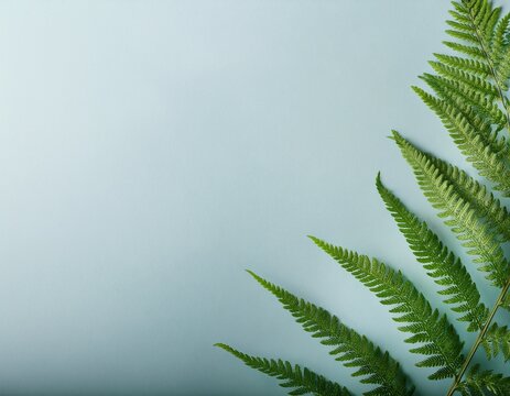 arriere plan feuilles de fougere sur fond bleu gris clair