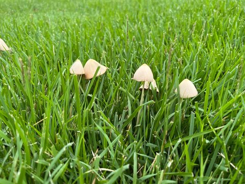 fresh green grass mushroom - Powered by Adobe