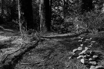 black and white green forest of coniferous trees on a warm sunny spring day